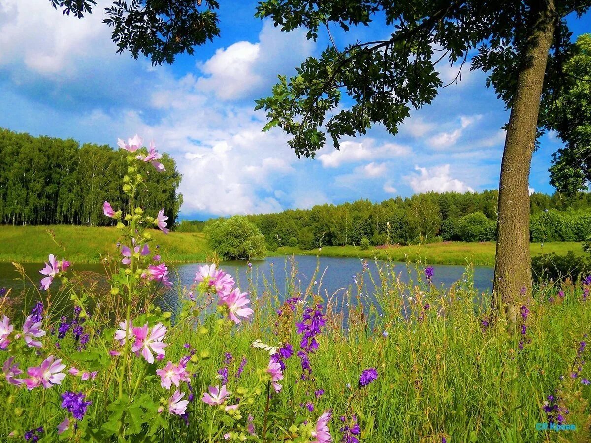 Красивые места родины. Летний пейзаж. Красивые летние пейзажи. Природа летом. Пейзажи средней полосы России.