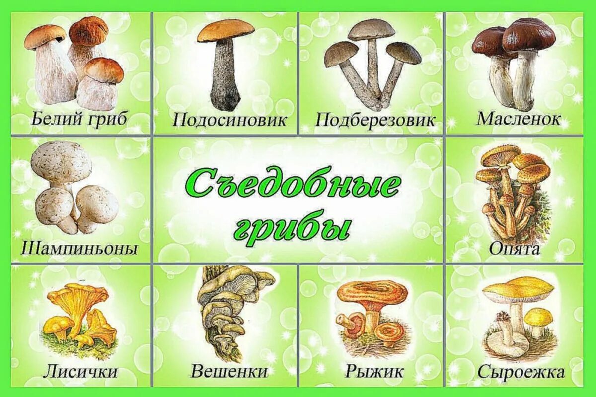 Съедобные грибы можно. Грибы для детей с названиями съедобные и несъедобные. грибы съедобные и несъедобные рисунки с названиями. ядовитые и съедобные грибы для детей. карточки съедобные и несъедобные грибы для детей.