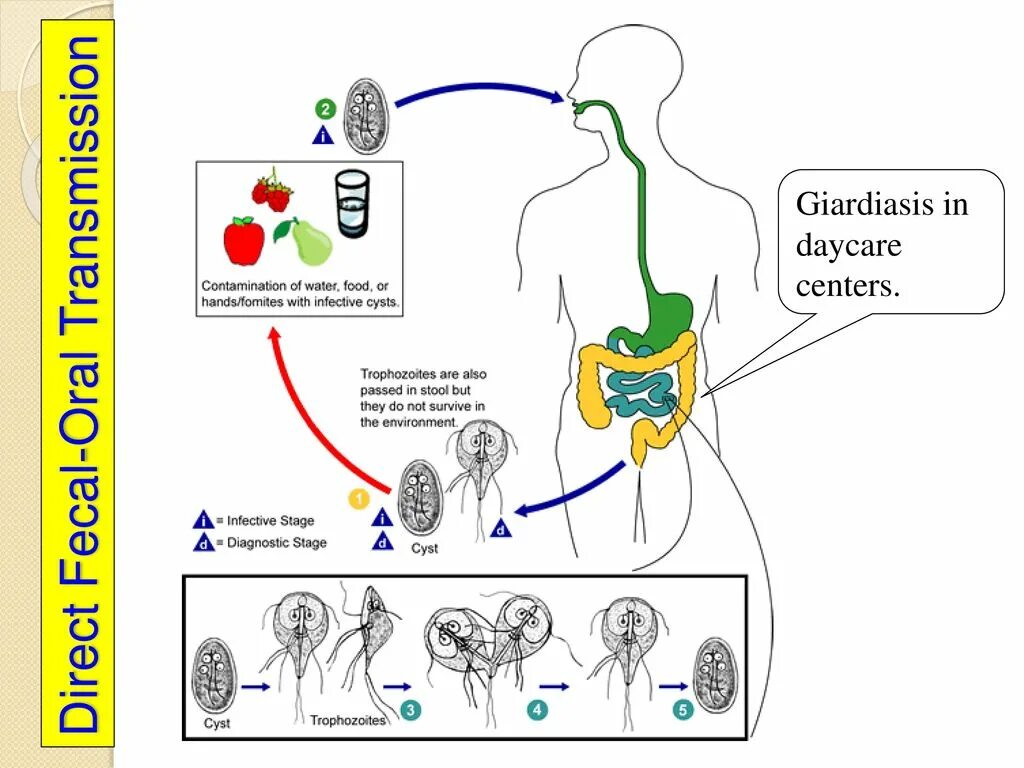 Диета при лямблиозе. Диета при лямблии у детей. Диета при лямблиозе. Лямблии еда. Диета при лямблиозе.