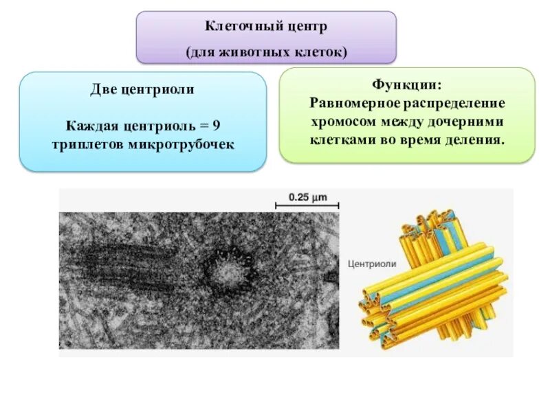 Состоит из триплетов микротрубочек