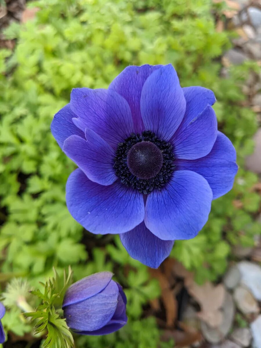 Ветреница корончатая (Anemone coronaria). Анимона. Анемона (Anemone). Анемона корончатая де Каен. Анемона цветок фото и описание