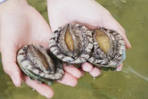 Морские ушки что это