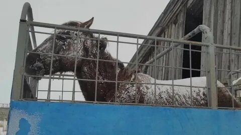 Попал лошади
