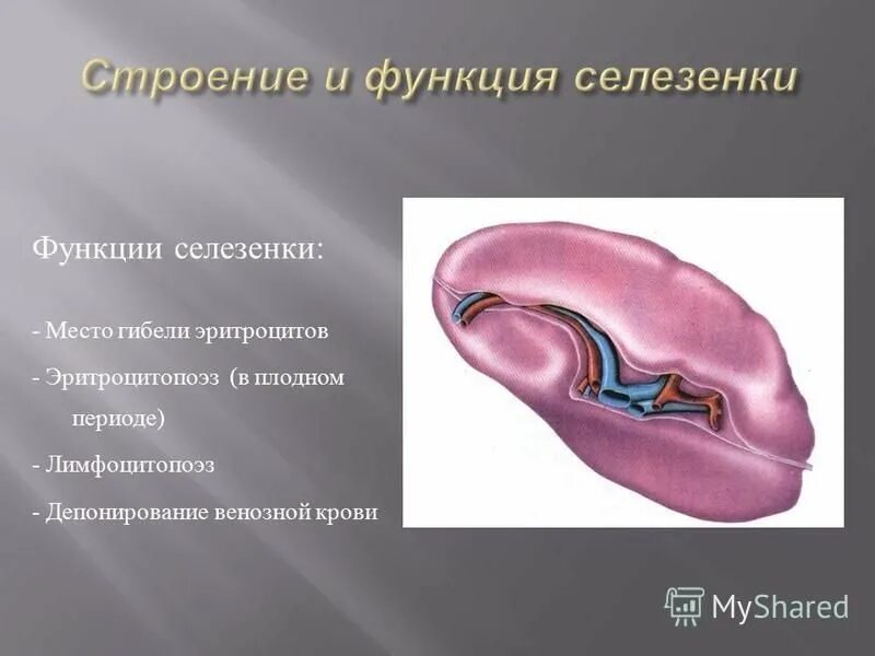 Для селезенки характерно. Селезенка анатомия человека. Селезёнка крсрасположен. Селезёнка КРС расположен. Селезенка строение и функции.