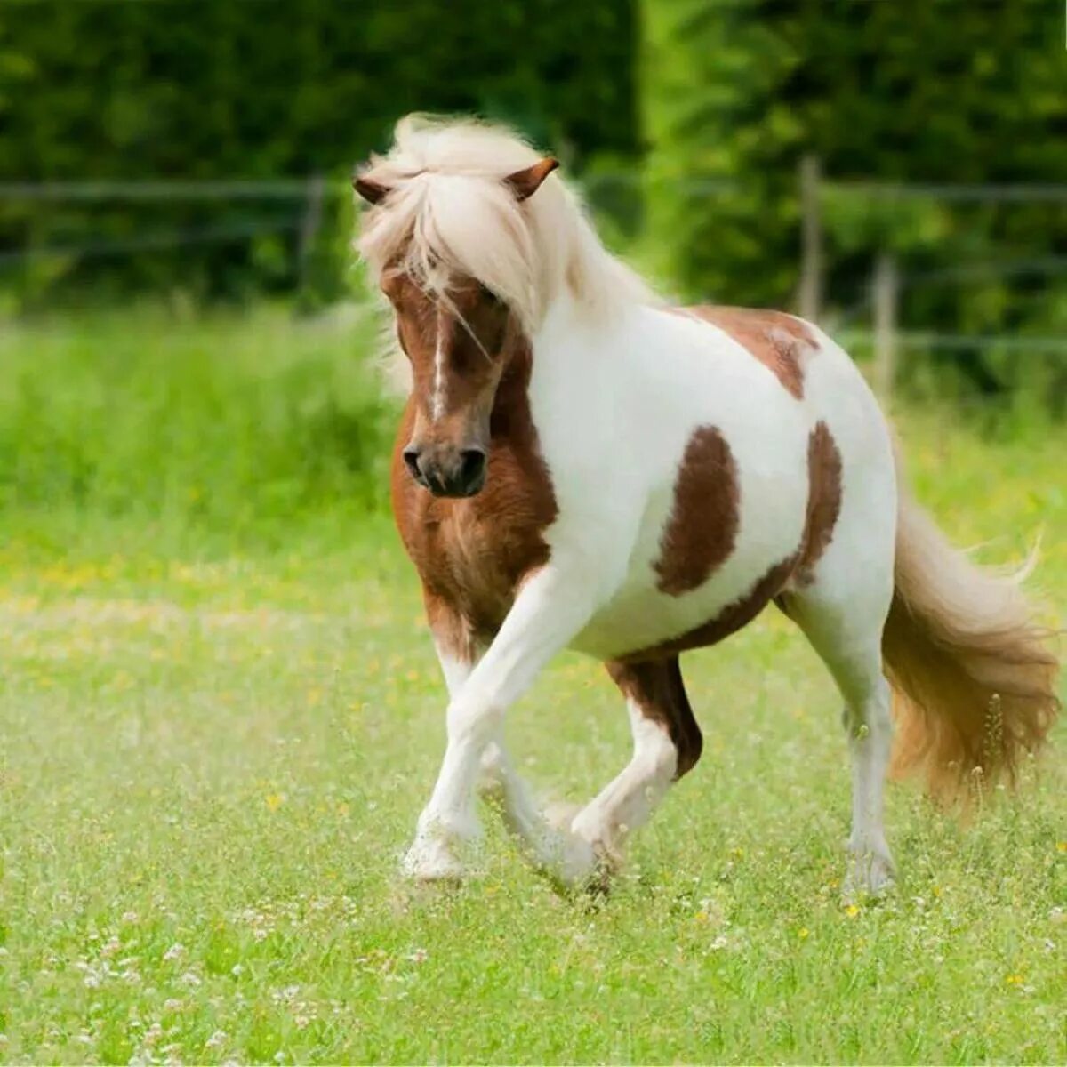Mini pony. Лошади породы Фалабелла. Пони скакун. Чинкотигский пони. Шетлендский пони.