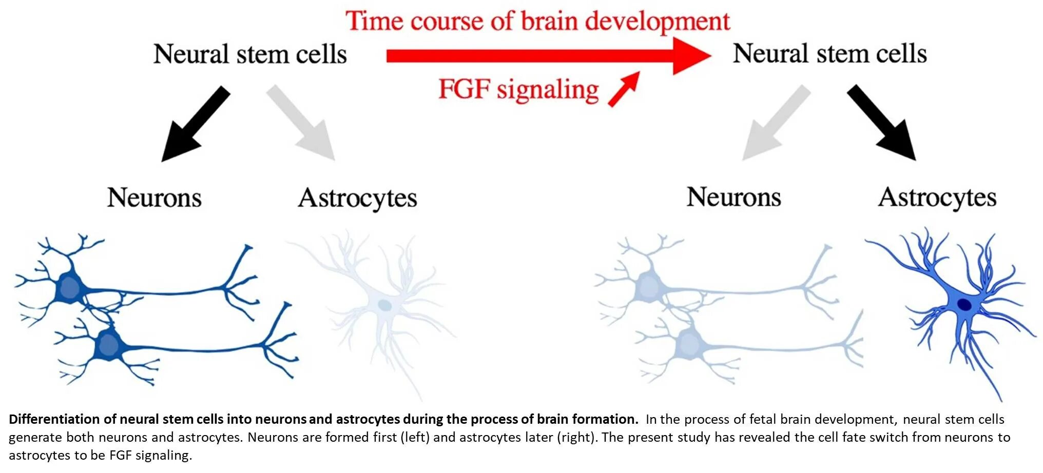Neural development