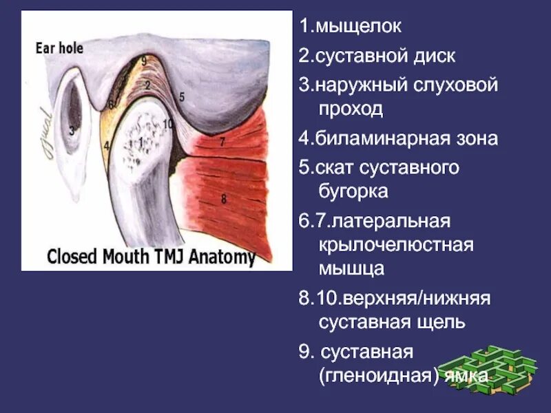 Скат бугорка. Биламинарная зона внчс анатомия. скат суставного бугорка. крылочелюстная мышца. биламинарная зона височно-нижнечелюстного сустава.