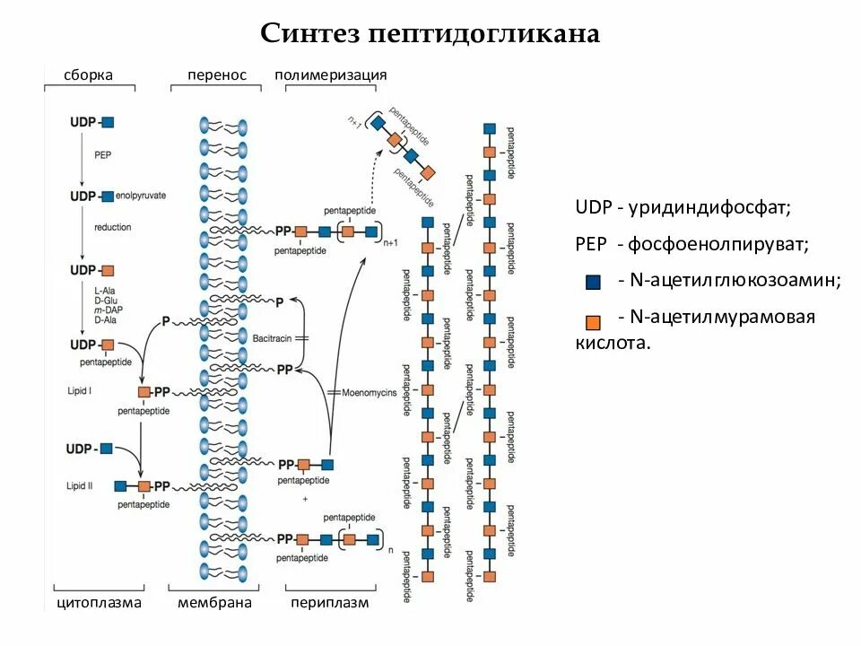 Содержит муреин участие в перемещении кольцевая. Синтез муреина 4 стадии. Синтез пептидогликана схема. Синтез пептидогликана клеточной стенки. Синтез пептидогликана клеточной стенки бактерий подавляют.