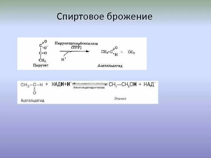 Способен к спиртовому брожению. Спиртовое брожение ПВК реакция. Спиртовое брожение Глюкозы схема биохимия. Суммарная реакция спиртового брожения. Брожение пировиноградной кислоты.