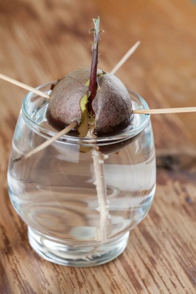 Have You Eaten Your Last Avocado? Avocado, Avocado seed, Avocado fruit
