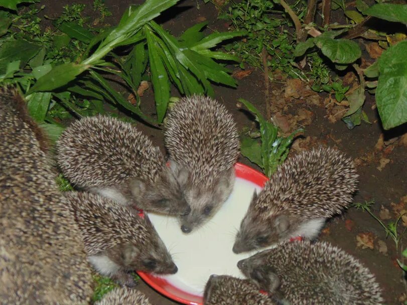 Кустый