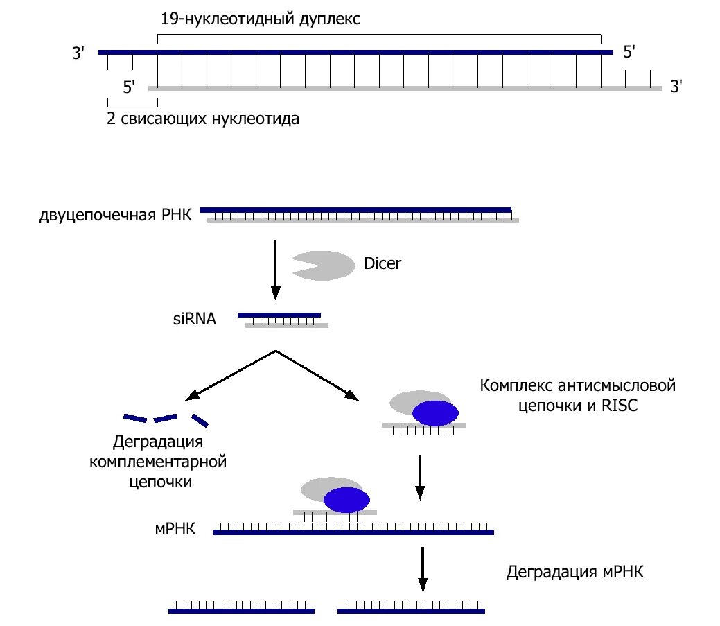 РНК интерференция схема. Строение малых интерферирующих РНК (Sirna). Малые интерферирующие РНК схема. РНК интерференция механизм.
