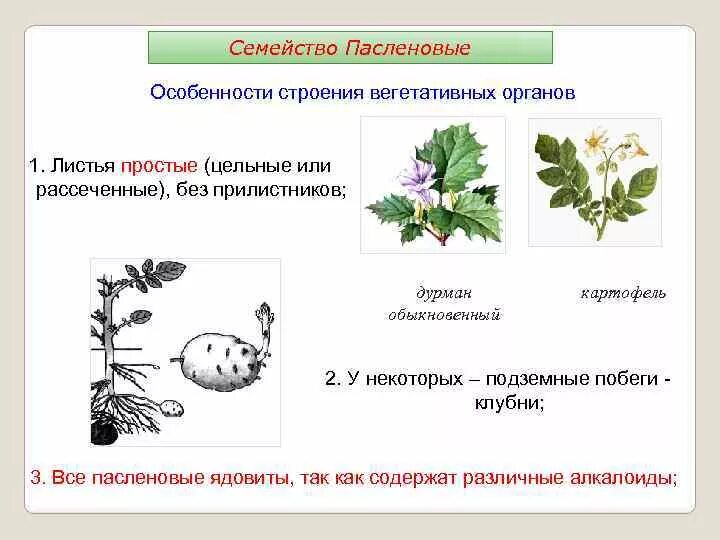 Особенности строения вегетативных органов пасленовых. Семейство пасленовые особенности вегетативных органов. особенности строения пасленовых растений. пасленовые строение листа. строение вегетативных органов у семейства пасленовые.