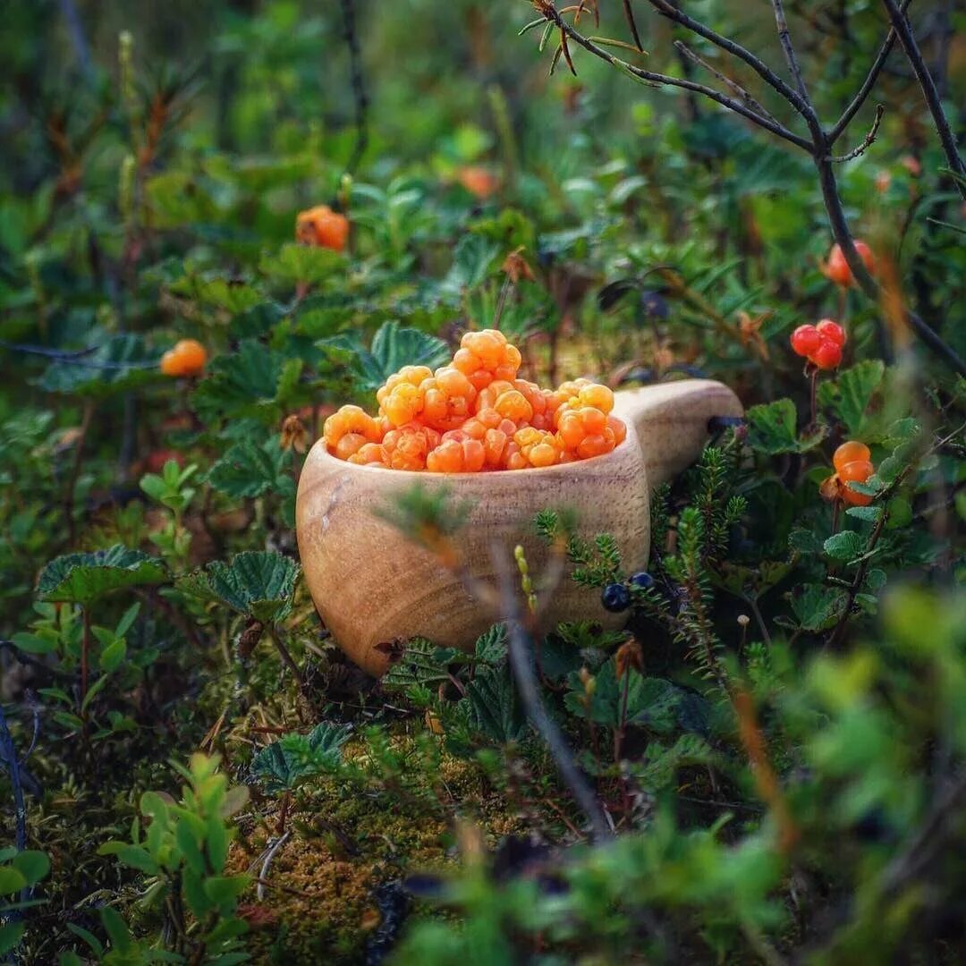 Морошка новый уренгой. Царская ягода морошка. морошка северная тундровая ягода. морошка ягода в тундре. янтарная морошка.