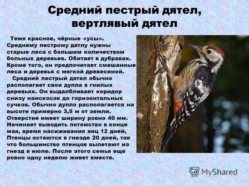 Что означает пестро