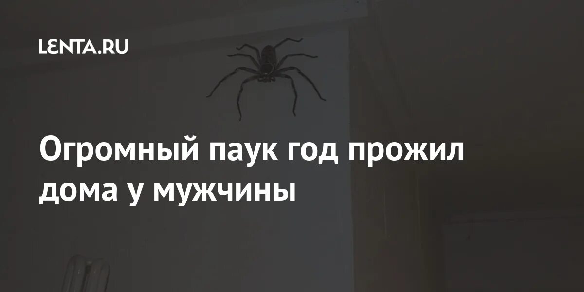Сколько лет пауку. Сколько лет пауку