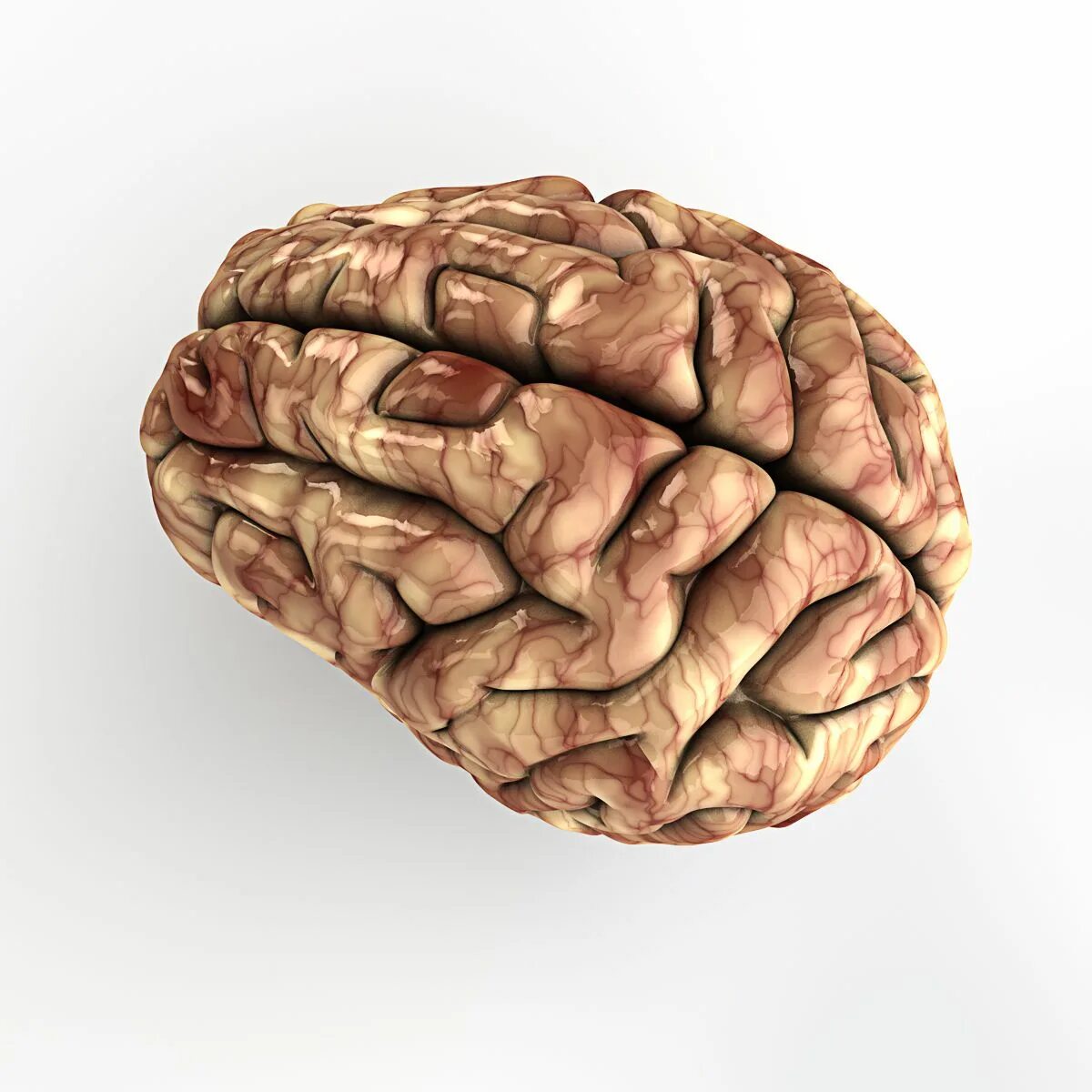 Brain model. Макет человеческого мозга. Маркет человечиского мозго. Модель мозга человека. Человеческий мозг 3д модель.