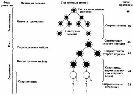 Клетка сперматоцит ii порядка