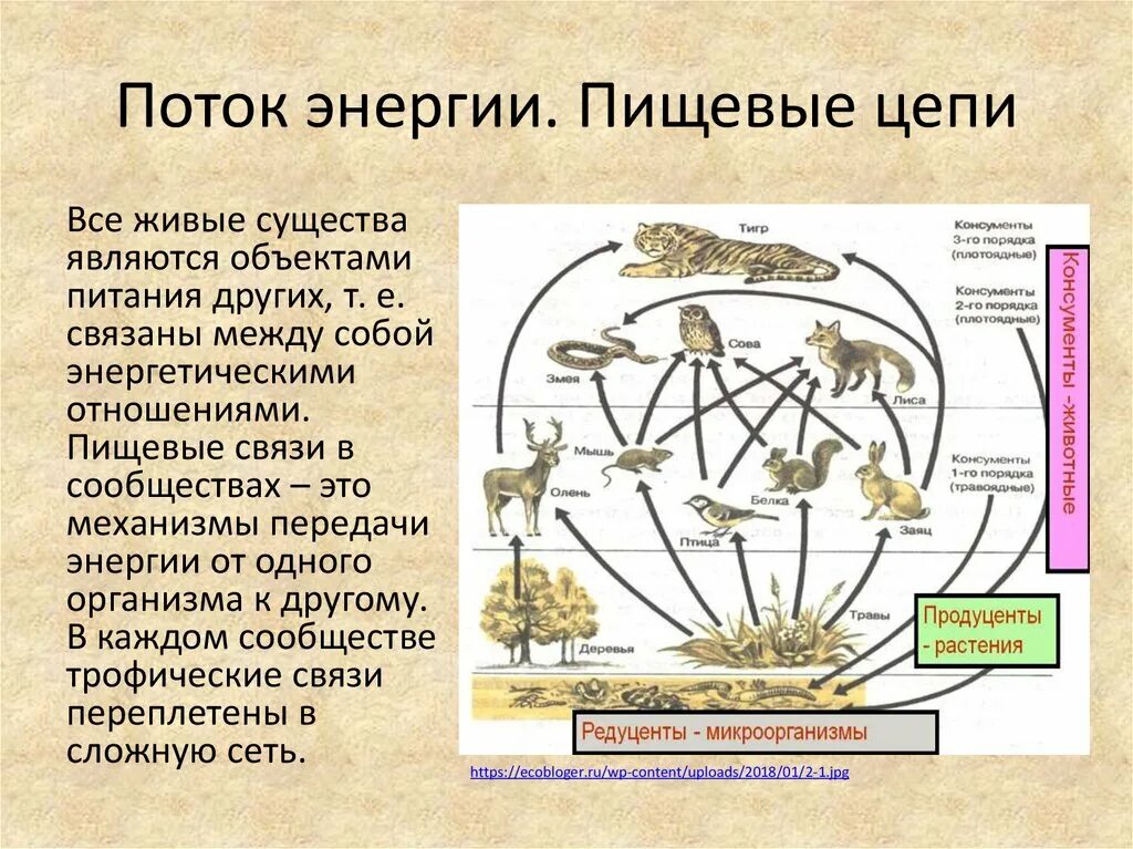 Схема передачи энергии в пищевых цепях. Поток энергии в экосистемах. Поток энергии и пищевые цепи схема. Поток энергии и пищевые цепи