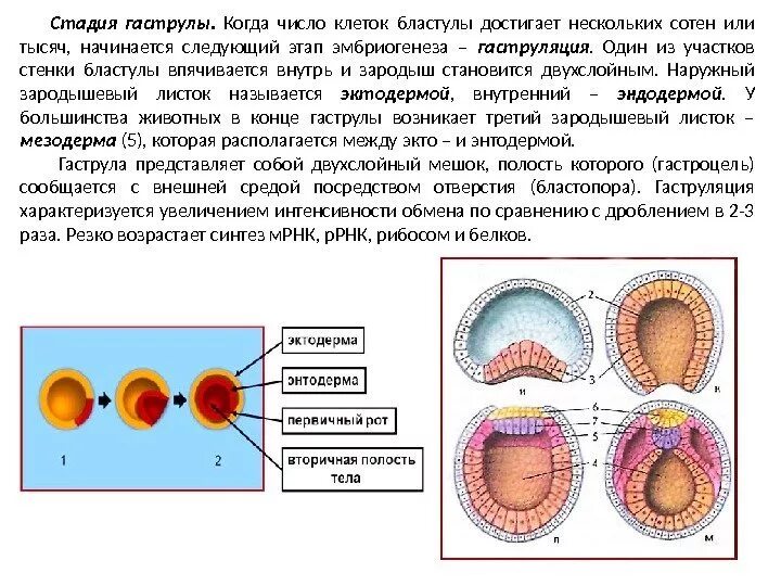 Гаструла какая стадия