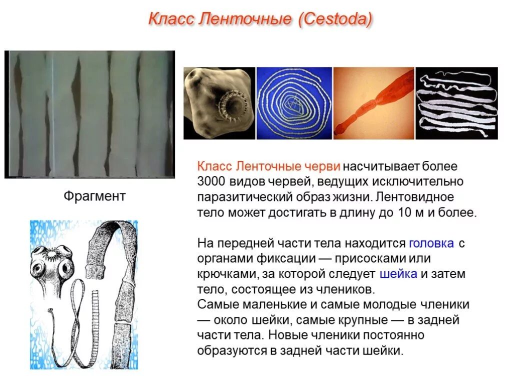 Ленточные и плоские черви. Представители класса ленточные черви цестоды. Класс ленточные черви (Cestoda). Тип плоские черви класс ленточные. Строение ленточных червей цестоды.