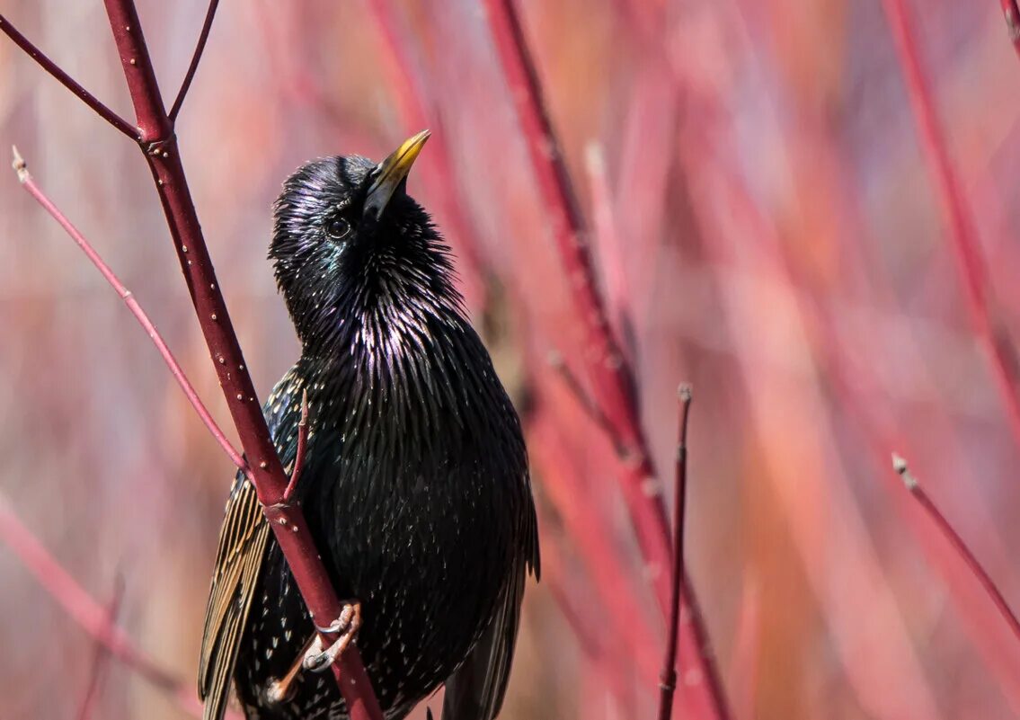 скворец пятнистый. обыкновенный скворец гнездо. кукушка и скворец. скворцы слушать. скворцы слушать.