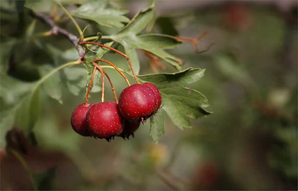 энтолома терновниковая. под боярышник гриб. белый гриб с клюквой. боярышник дугласа куст. боярышник ложночерноплодный.