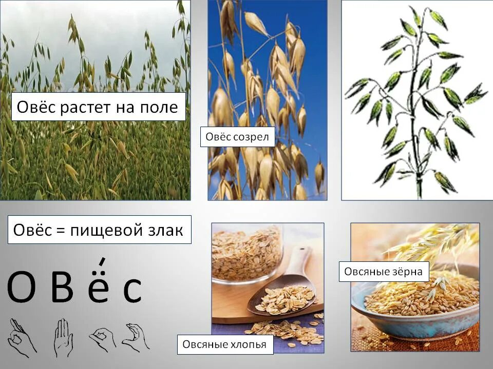 Задачи овса. Овёс как растет фото. Как растет овес. Спелый овес. Овес съедобный.