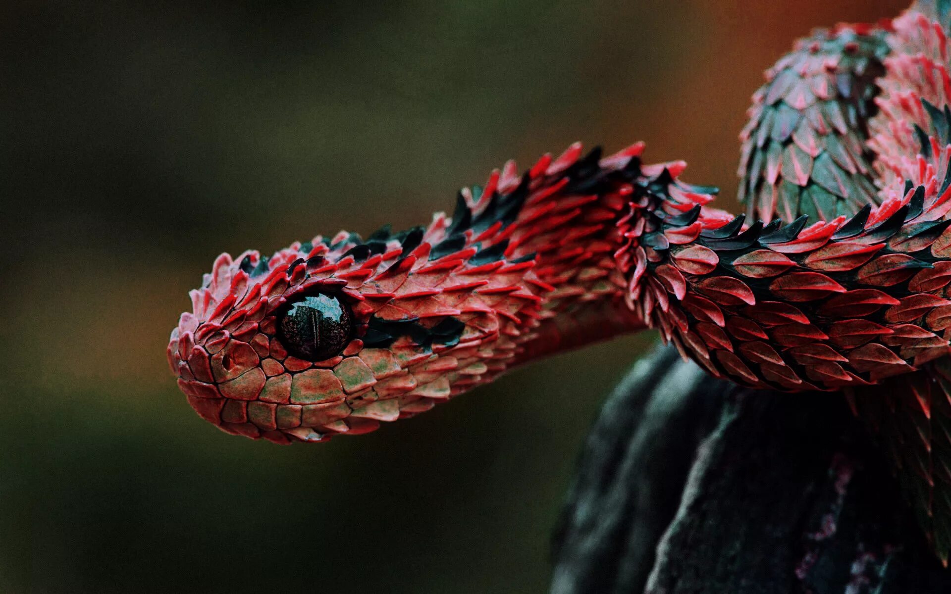 Какие отношения между змеей и кактусовым сычом. Кустарниковая гадюка (Atheris. Колючая древесная гадюка. Колючая кустарниковая гадюка. Колючая кустарниковая гадюка (Atheris hispida).