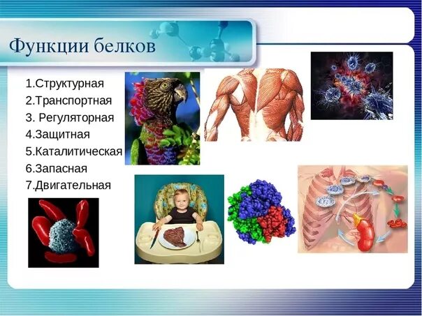 Название функций белка. Функции белков в организме рисунок. Функции белков. Функции белков картинки. Функции белков биология.