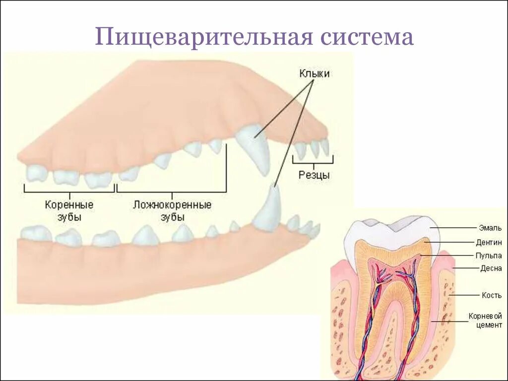 Зубная система млекопитающих 7 класс. Строение зубов млекопитающих. Строение зуба млекопитающих. Зубная система млекопитающих.