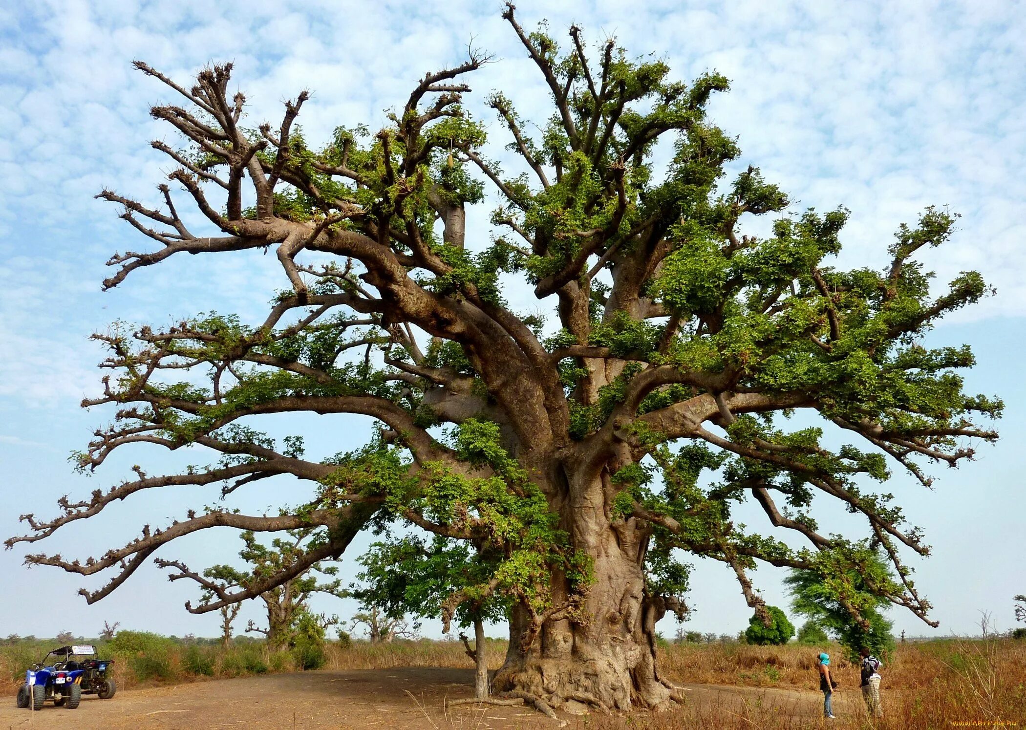 Темир Агач дерево. Парротия Персидская (Темир-Агач). Железное дерево ЮАР. Эльмак дерево.