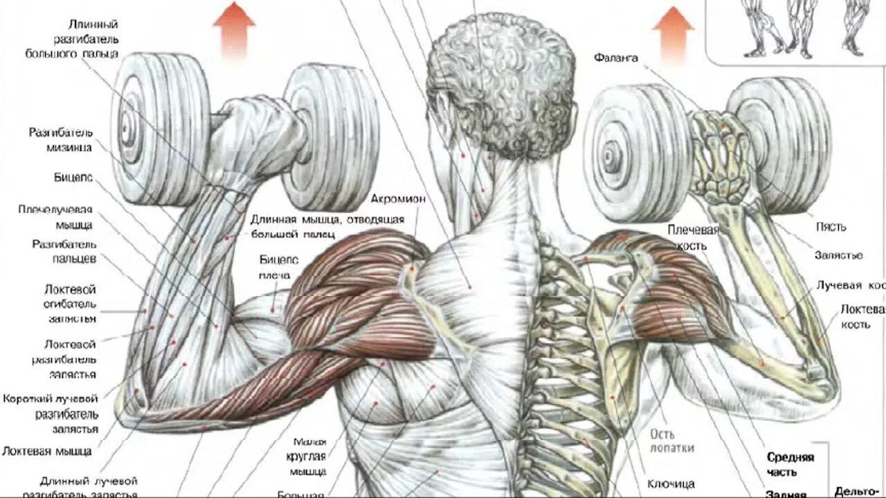 Упражнения на средний пучок. Упражнения на дельтовидные мышцы с гантелями. Жим гантелей передняя Дельта. Упражнения для прокачки мышц плеча. Упражнения для дельтовидной мышцы плеча.