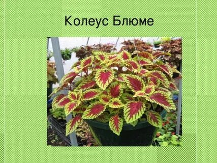 Цветок колеус приметы
