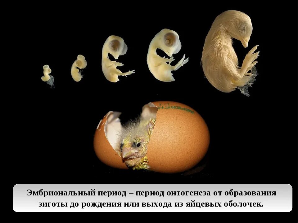 Эмбриональный период развития животных. Онтогенез эмбриональный период развития. Онтогенез эмбриогенез. Онтогенез в фетальном периоде развития.