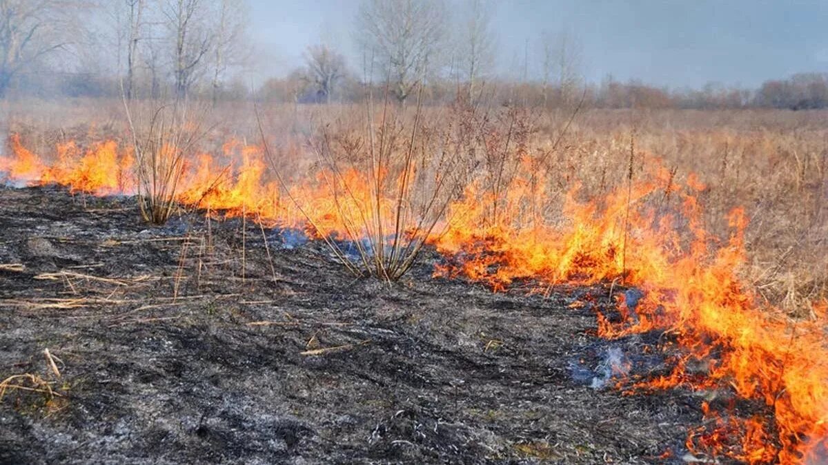 Горит пал. ИАС Лесные пожары в Республике Коми 2.0. Торфяные пожары. Палы сухой травы. Весенний пал травы.
