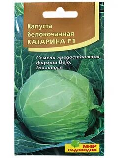 Циклон сорт капусты