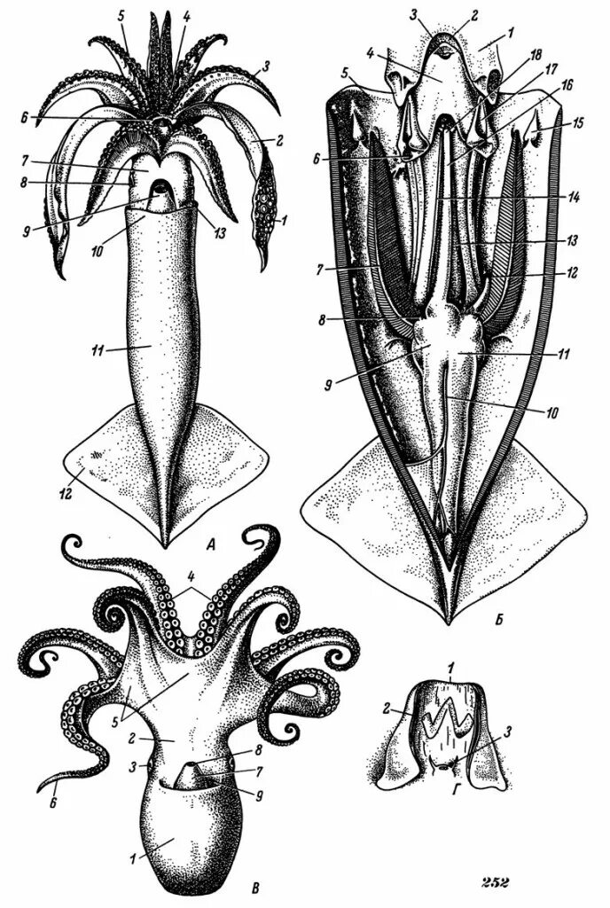 Головоногие моллюски строение кальмар. Анатомия головоногого моллюска. Строение головоногих моллюсков кальмара. Головоногие моллюски внешнее строение. Каракатица организм