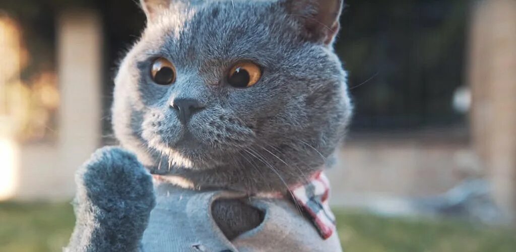 Mike cat