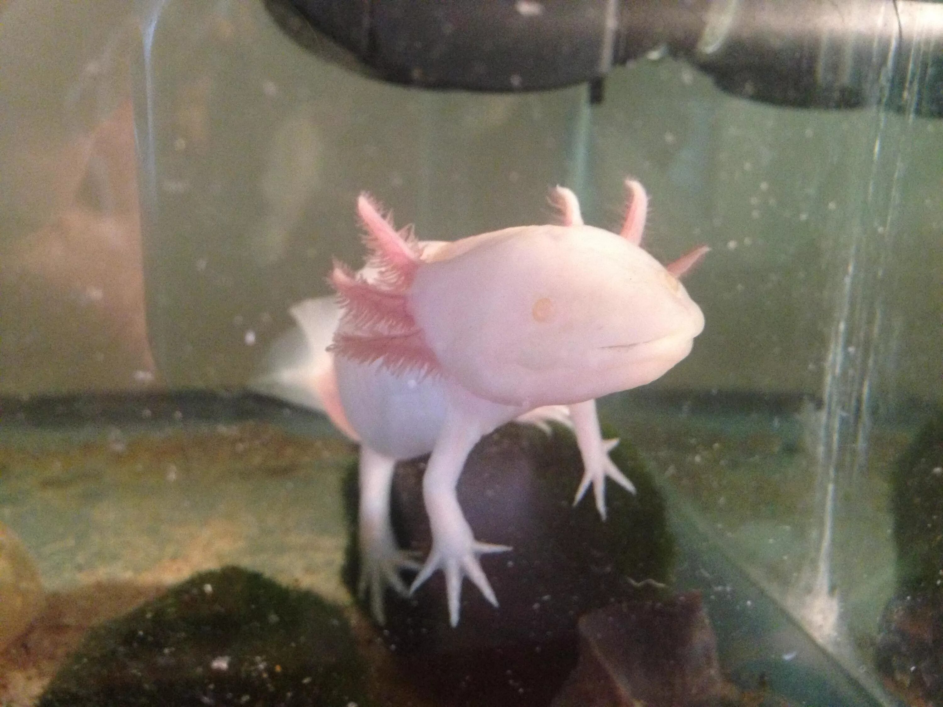 Как размножать аксолотлей. Аксолотль детёныш. Аксолотль альбинос. Как размножать аксолотлей. Амбистома и аксолотль.