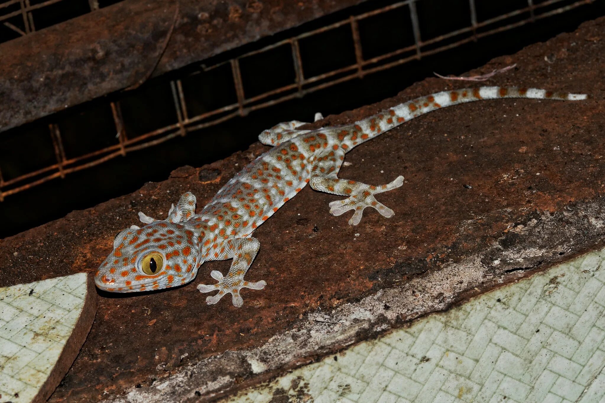 Геккон тайланд. Ящерицы Тайланда. Токи (Gekko Gecko). Gecko геккон.