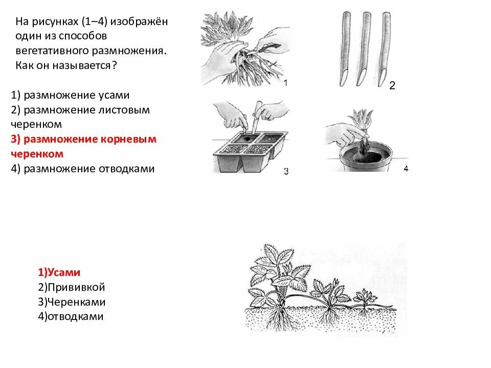 Какие способы размножения растений вы наблюдали. 1 Способ вегетативного размножения растений рисунок. Метод вегетативного размножения растений. Как называется способ вегетативного размножения растений. Способ вегетативного размножения растений листовыми черенками.