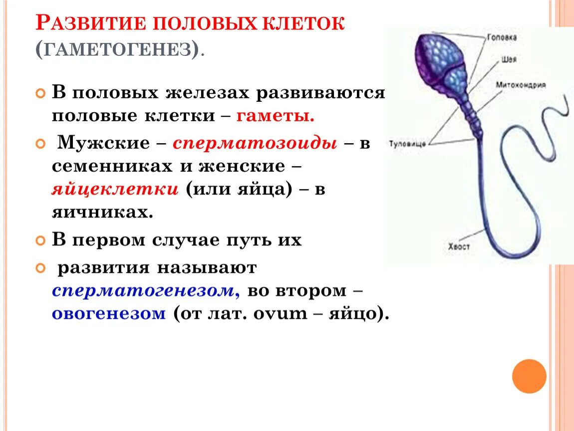 Женские половые клетки образуются в процессе. Строение половых клеток. В половых железах развиваются половые клетки гаметы. Мужские и женские гаметы. Строение мужских и женских половых клеток.