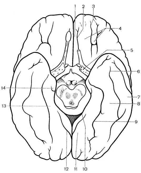 Складчатая поверхность головного мозга. Борозды и извилины базальной поверхности головного мозга. Нижняя поверхность полушарий большого мозга борозды. Борозды и извилины нижней поверхности полушария большого мозга. Извилины нижней поверхности полушария большого мозга.