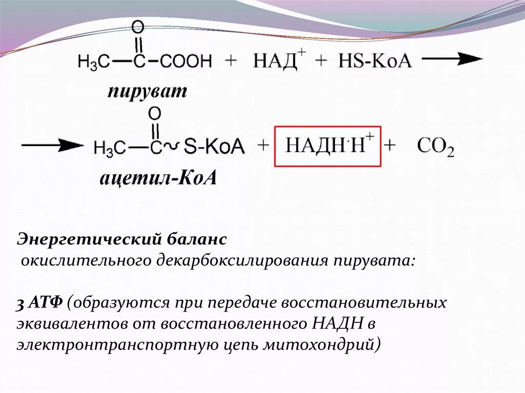 Окислительное фосфорилирование пировиноградной кислоты. Пируват окислительное декарбоксилирование. окислительное декарбоксилирование пирувата схема. окислительное окисление пирувата. декарбоксилирование пировиноградной кислоты реакция.