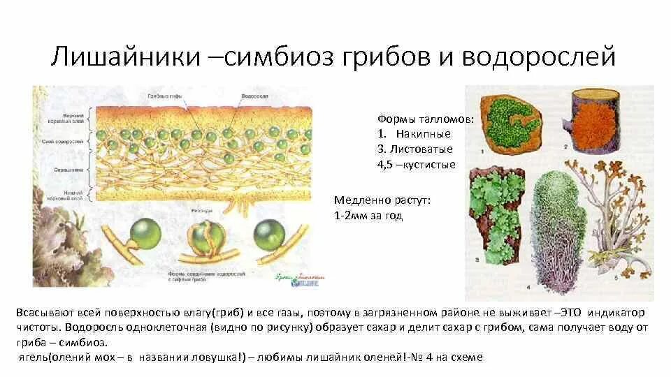 Гриб и водоросль в лишайнике. Симбиоз грибов и водорослей в лишайнике. Лишайники строение симбиоз. Взаимоотношения водорослей и грибов в лишайнике.