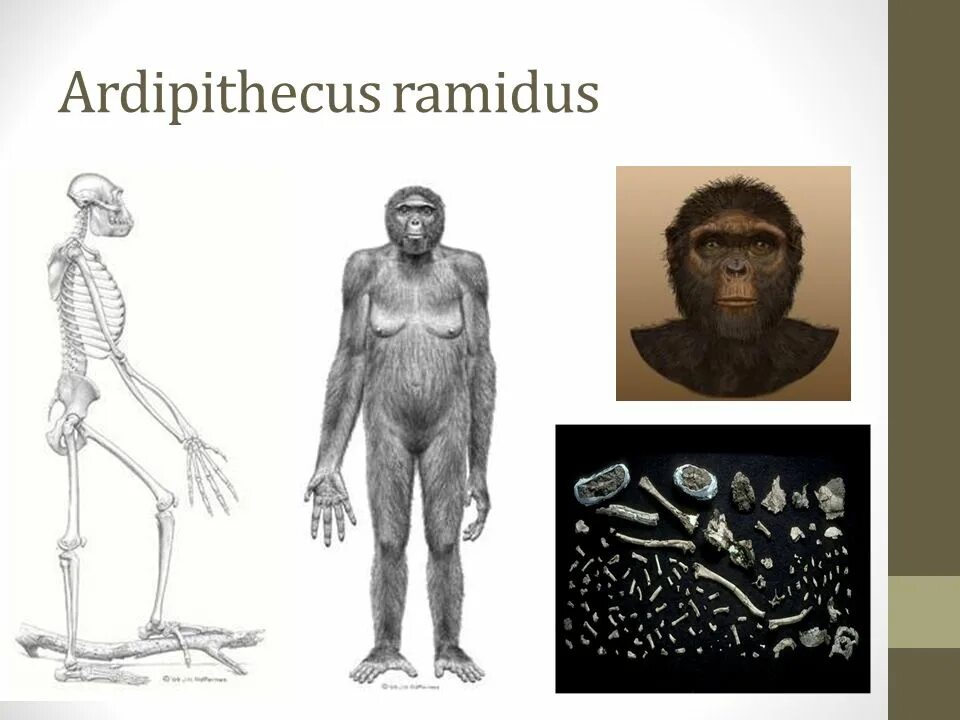 Ардипитек кадабба. Скелет Ardipithecus ramidus (Арди). Ardipithecus ramidus объем мозга. Австралопитек рамидус. Этапы эволюции человека австралопитек