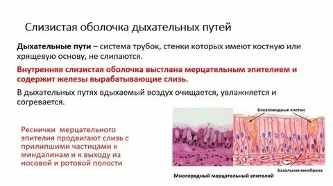 Эпителии верхних дыхательных путей