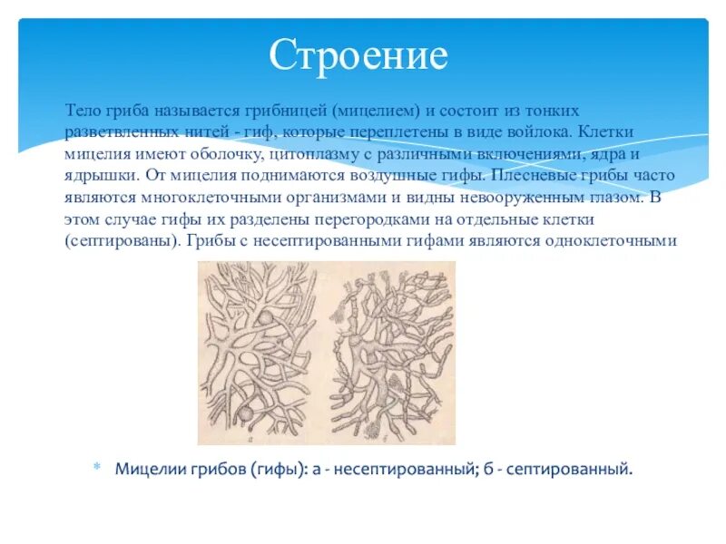 Мицелий гриба гиф. Вегетативный мицелий патогенных грибов. Строение микроскопических мицелиальных грибов. Строение грибницы микроскопических грибов. Строение клетки микроскопических мицелиальных грибов.