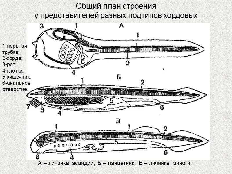Сообщение о личиночно хордовых